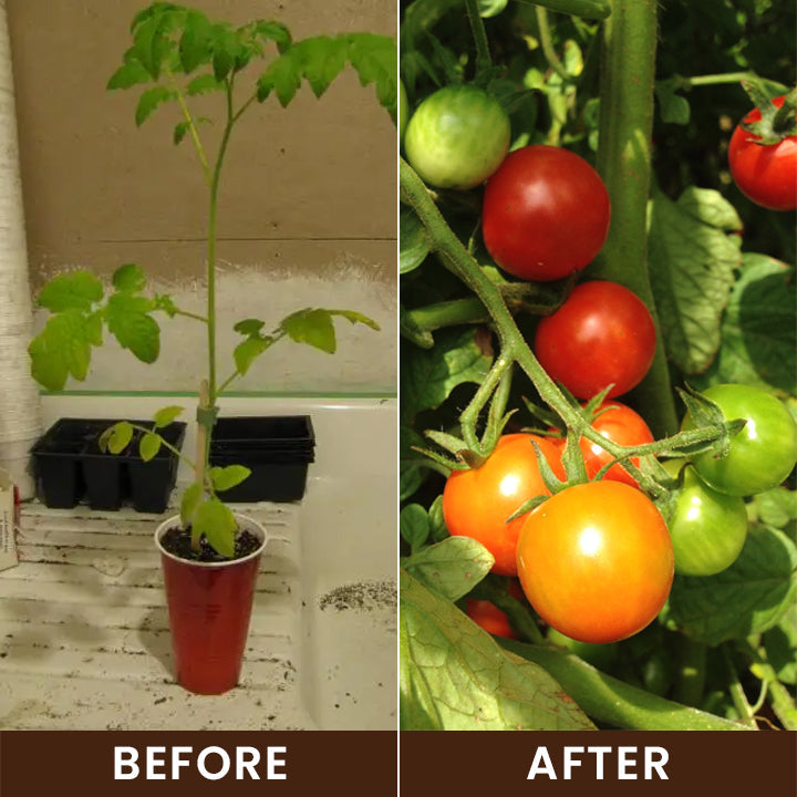 Hardivoy® Soil Activator
