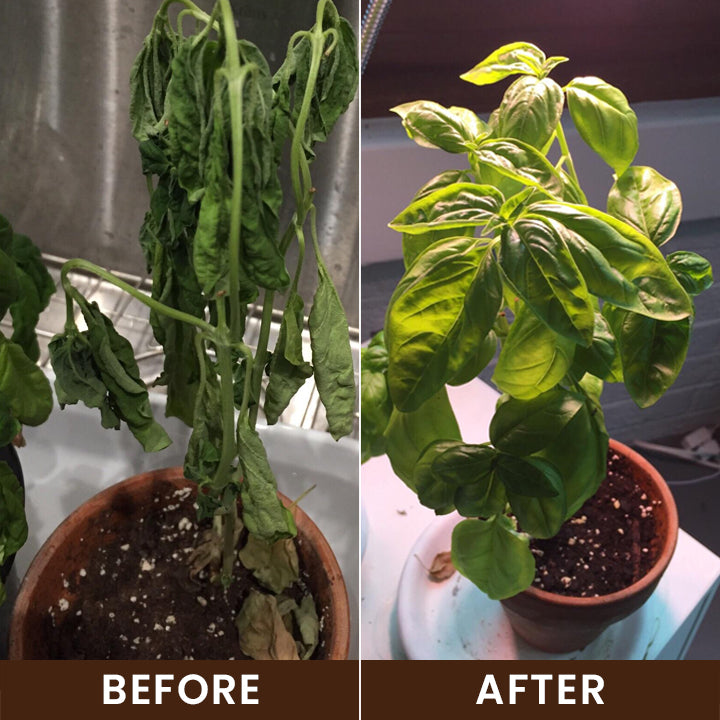 Hardivoy® Soil Activator