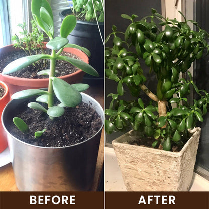 Hardivoy® Soil Activator